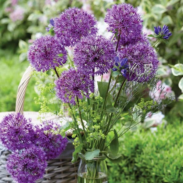 VAN ZYVERDEN Purple Allium Purple Sensation (12-Pack) 87121 - The