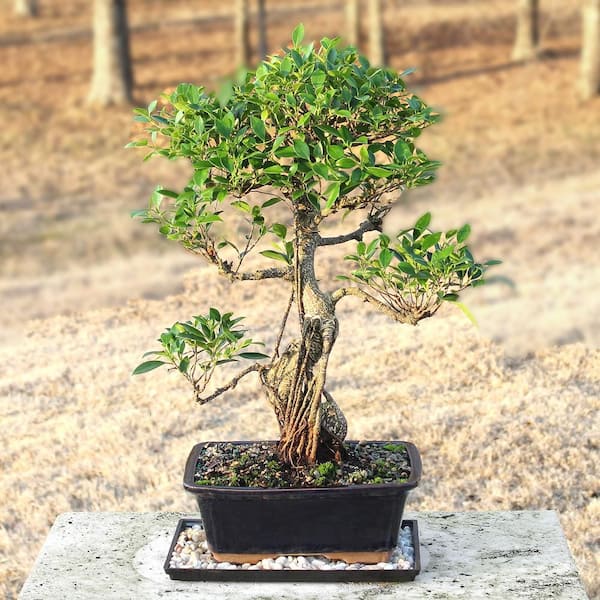 brussel's BONSAI Golden Gate Ficus Bonsai Tree Indoor Plant in
