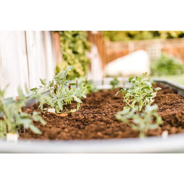 1 Gal. Early Girl Red Tomato Plant (4-Pack) 748179052658 - The