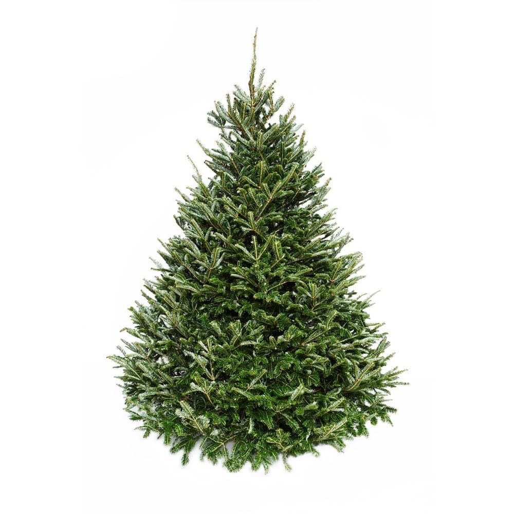 Online Orchards 5 ft. to 6 ft. Freshly Cut Fraser Fir Live Christmas