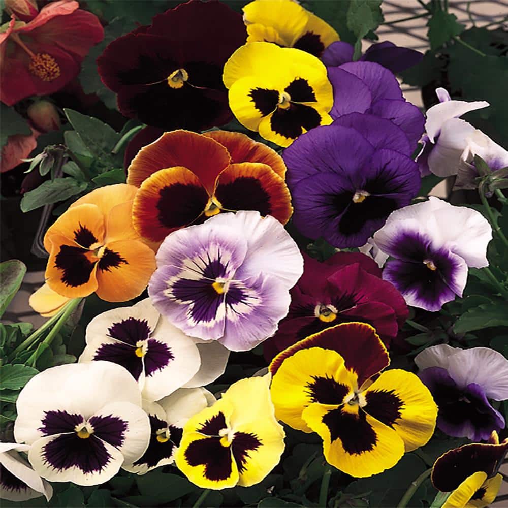 10 in. Blotch Pansy Plant (12-Pack) 7561 - The Home Depot