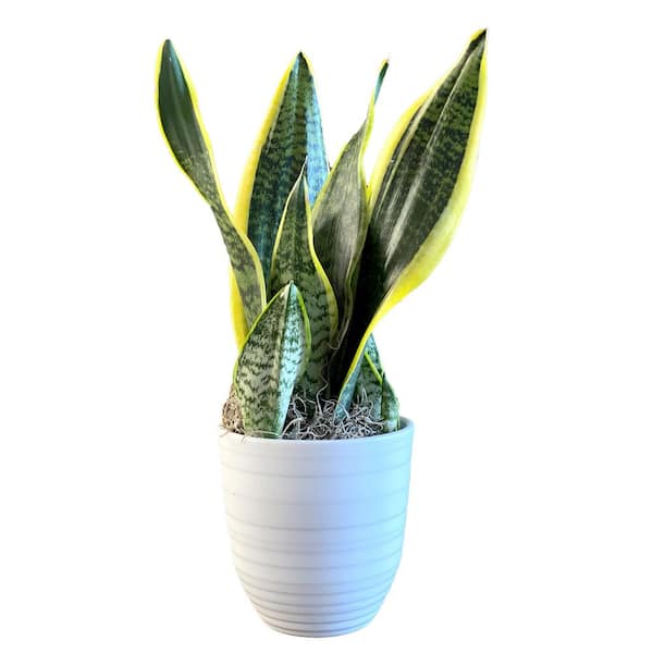 Snake Plant - Artificial Plants - Home Decor - The Home Depot