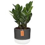 Zamioculcas Zamiifolia ZZ Indoor Plant in 6 in. Two-Tone Ceramic Planter, Avg. Shipping Height 10 in. Tall