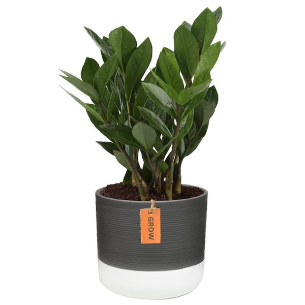 Costa Farms Zamioculcas Zamiifolia ZZ Indoor Plant in 6 in. Two-Tone Ceramic Planter, Avg. Height 10 Tall - The Home Depot