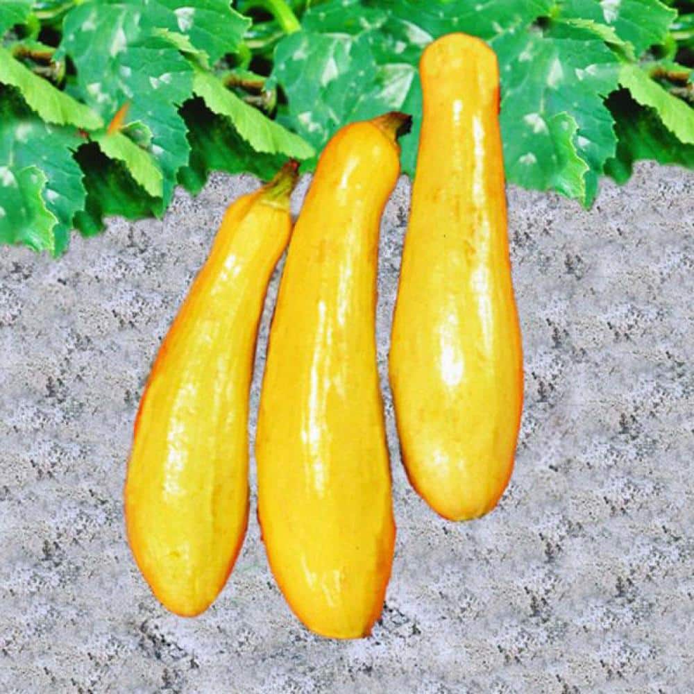 Bonnie Plants 2.32 qt. Straightneck Squash Plant 4301 - The Home Depot