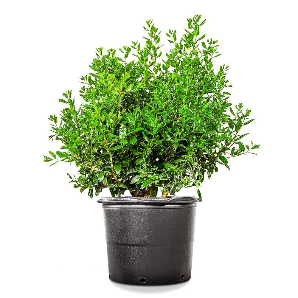 Perfect Plants Needlepoint Holly Shrub in 7 Gal. Grower's Pot, Bright