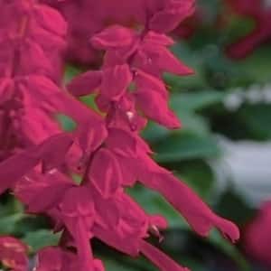 2.5 Qt. Saucy Wine Salvia, Live Blooming Perennial Plant, Burgundy-Red Flower Spikes