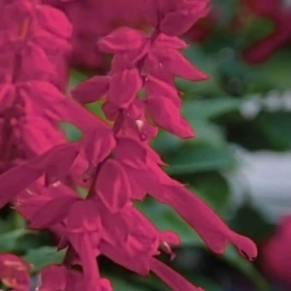 SOUTHERN LIVING 2.5 Qt. Saucy Wine Salvia, Live Blooming Perennial Plant, Burgundy-Red Flower Spikes