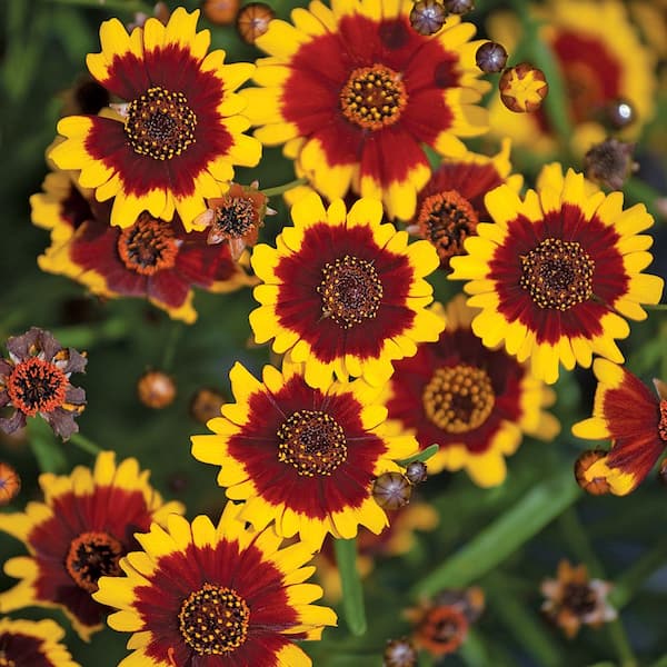 Unbranded 1 Gal. Yellow and Red Tickseed Plant