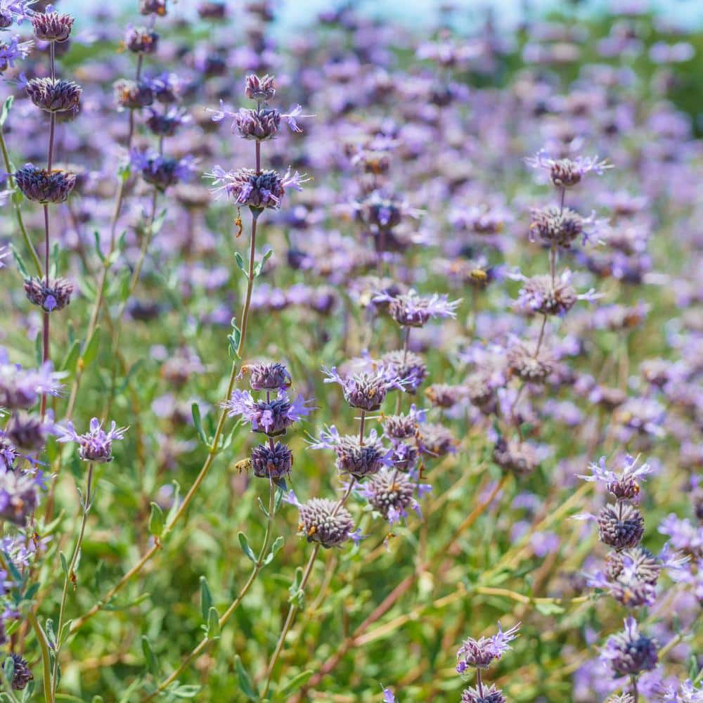 Reviews for Alder & Oak 1 Container Cleveland Sage Plant (4Pack) Pg