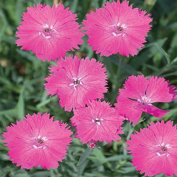 METROLINA GREENHOUSES #5 1 Qt. Vivid Bright Light Pink Dianthus Plant ...