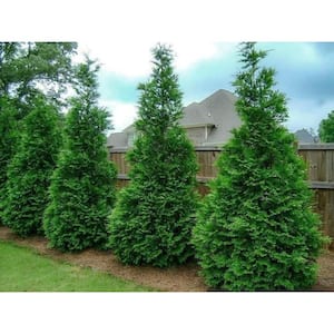 3 Gal. Green Giant Arborvitae (Thuja) Live Evergreen Shrub