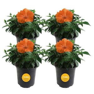 Costa Farms 1.70 Gal. Hibiscus Bush Orange/Peach Shrub 1.70