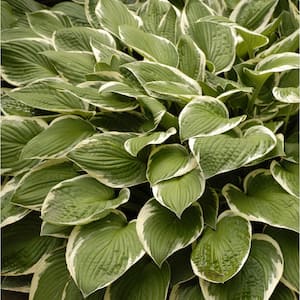 1 Qt. Variegated Hosta Mix Live Perennial Plant (Pack of 4)