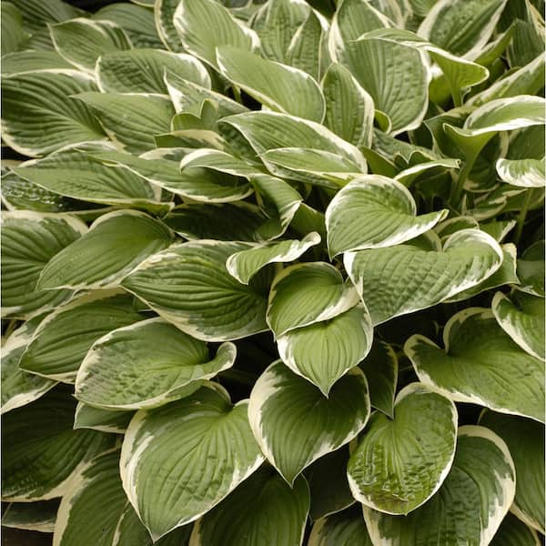 BELL NURSERY 1 Qt. Variegated Hosta Mix Live Perennial Plant (Pack of 4)