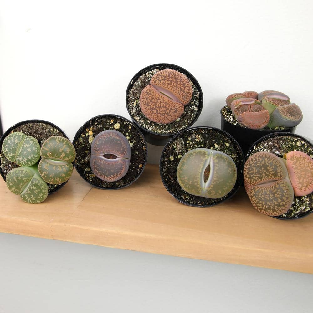 Assorted Color Pet-Safe Lithops Succulent 4-Pack in Black Pots
