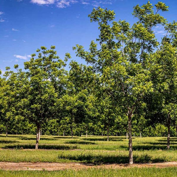5 Gal. Creek Pecan Tree
