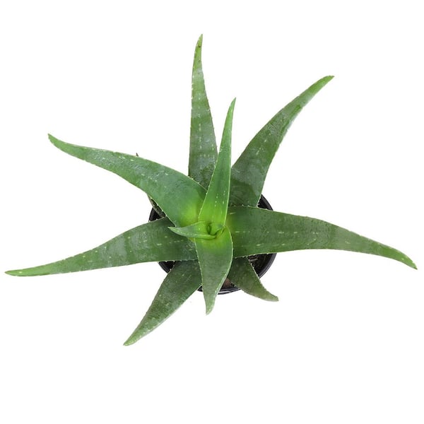 Altman Plants 20 inch Live Aloe Vera Plant in 1 Gal. Grower Pot Easy Care Large Succulent