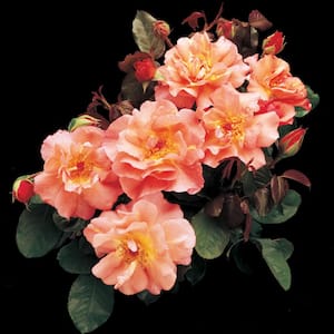 Westerland Climbing Rose, Dormant Bare Root Plant with Apricot and Orange Color Flowers (1-Pack)