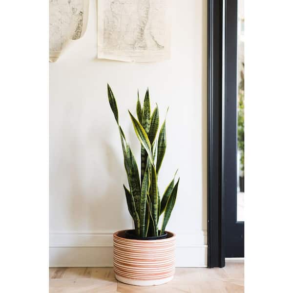 faux succulent plants Nearly Natural 12-in Succulent Garden Artificial Plant in Bowl