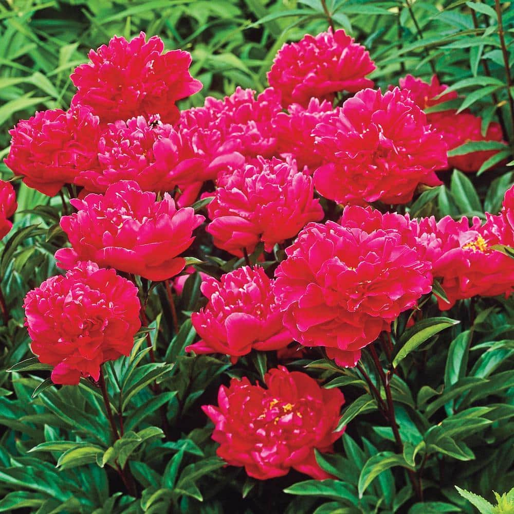 Breck's Red Flowering Double Peony (Paeonia), Dormant Bare Root ...