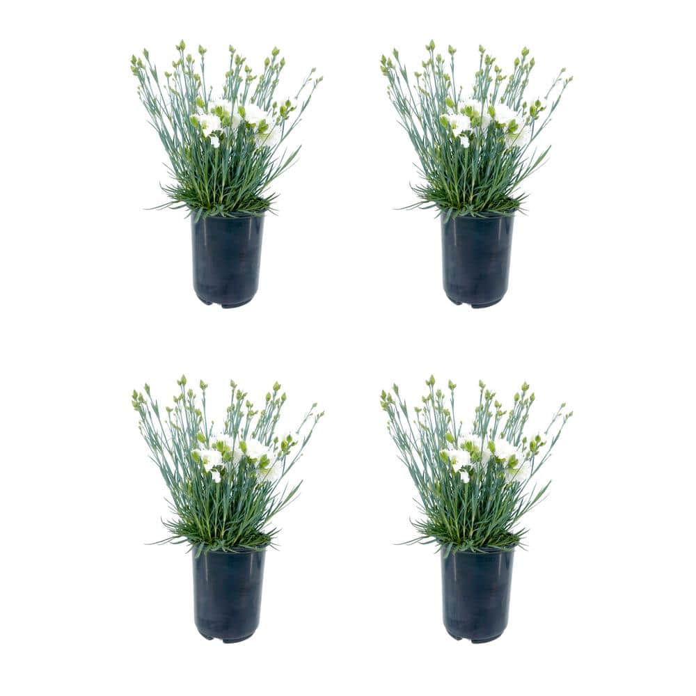2.5QT Carnation Scent First Memories Perennial Plant with White Flowers - 4