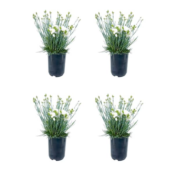Unbranded 2.5QT Carnation Scent First Memories Perennial Plant with White Flowers - 4 Pack