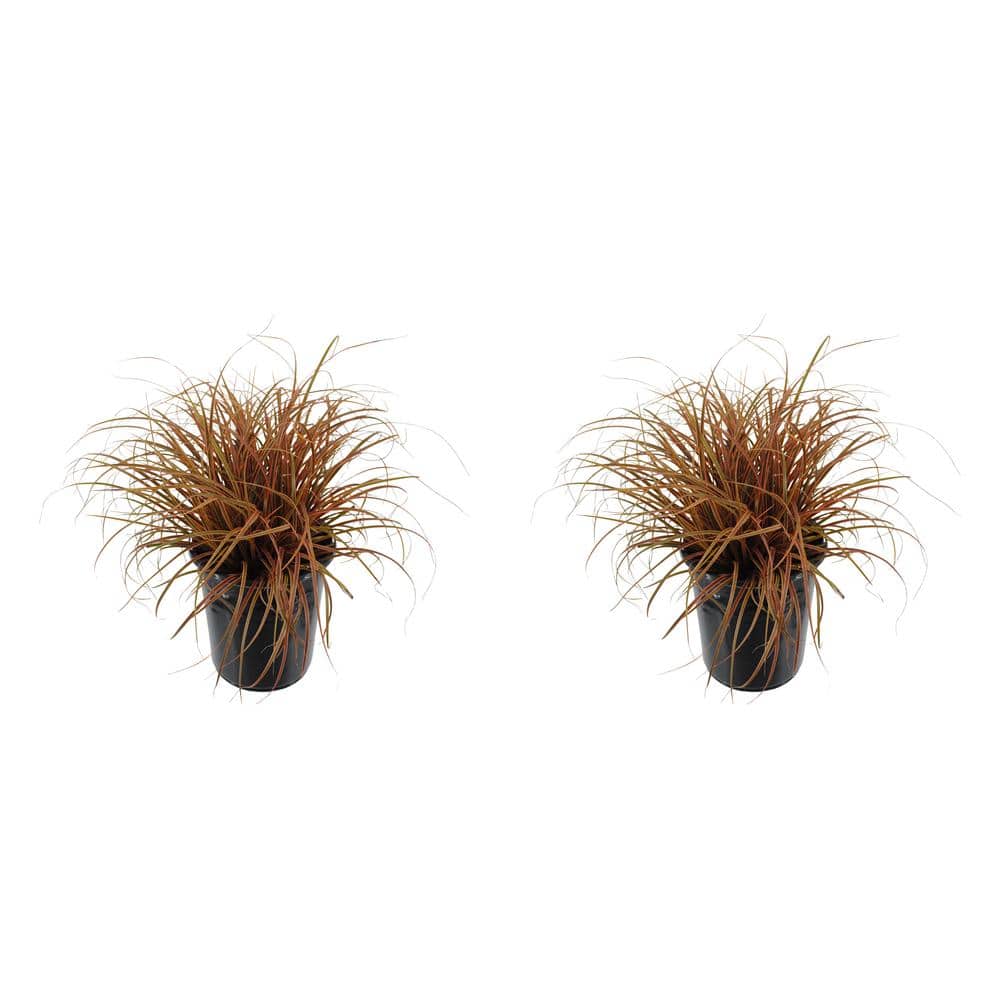 2.5 qt. Perennial Grass Uncinia Rubra Belindas Find (2-Pack)