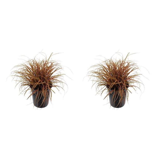 Unbranded 2.5 qt. Perennial Grass Uncinia Rubra Belinda's Find (2-Pack)