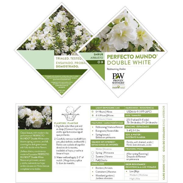 PROVEN WINNERS 2 Gal. Perfecto Mundo Double White Shrub 19645