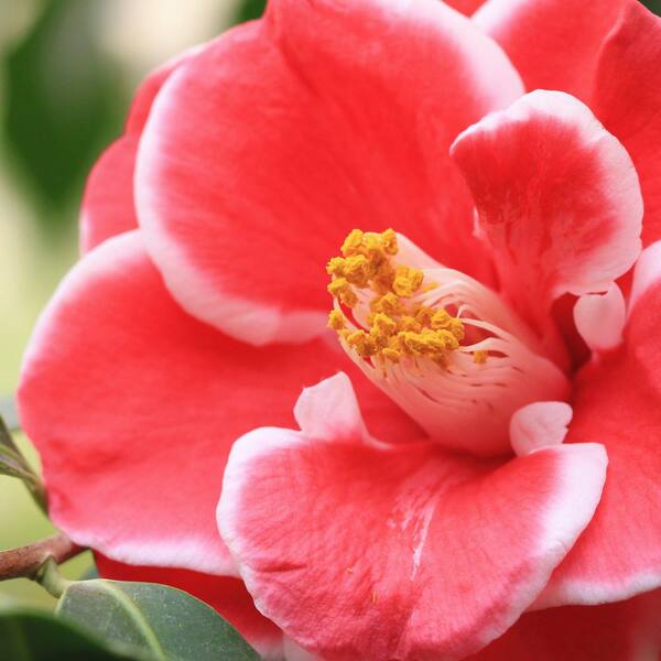 national PLANT NETWORK 3 gal. Camellia Japonica Sadaharu Oh Shrub