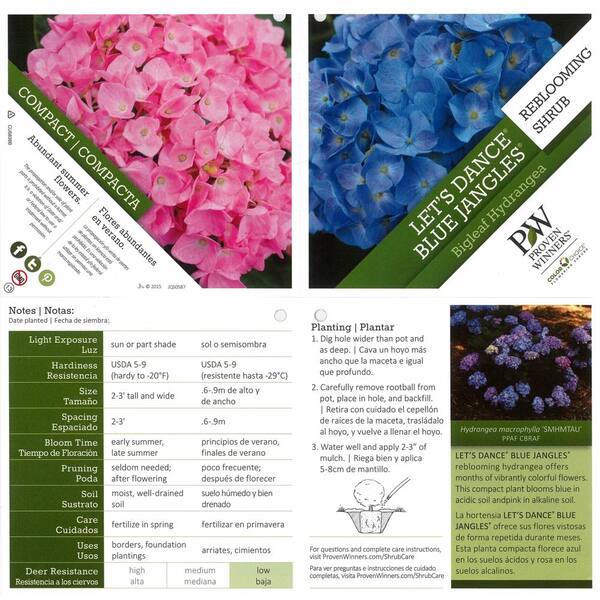 PROVEN WINNERS - 1 Gal. Let's Dance Blue Jangles Reblooming Hydrangea (Macrophylla) Live Shrub, Blue or Pink Flowers