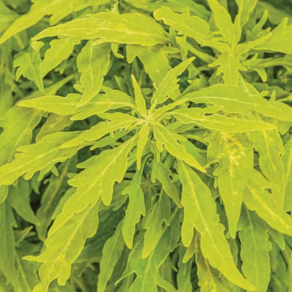 4.25 in. Eco+ Grande Colorblaze Mini Me Chartreuse Coleus (Coleus Scutellarioides) Live Annual Plant 4-Pack