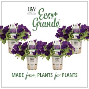 4.25 in. Eco+Grande Supertunia Royal Velvet (Petunia) Live Plant, Purple Flowers (4-Pack)