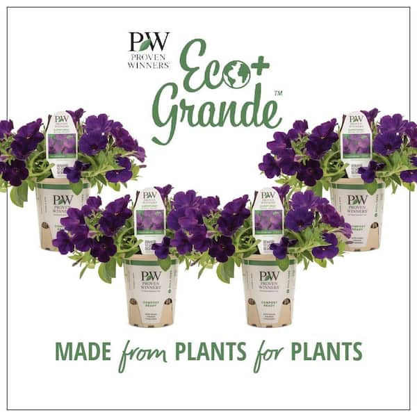 PROVEN WINNERS 4.25 in. Eco+Grande Supertunia Royal Velvet (Petunia) Live Plant, Purple Flowers (4-Pack)