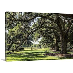 "Oak tree lined road at Boone Hall Plantation, Charleston" by Scott Stulberg Canvas Wall Art