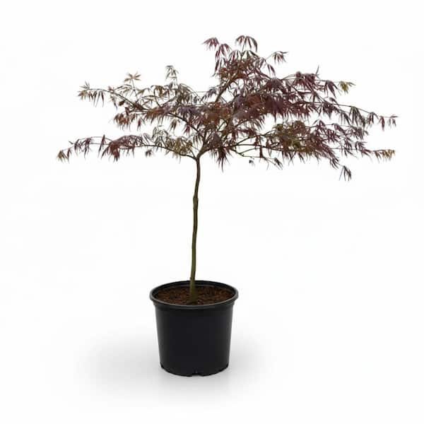 3 gal. Tamukeyama Japanese Maple Tree with Red Foliage