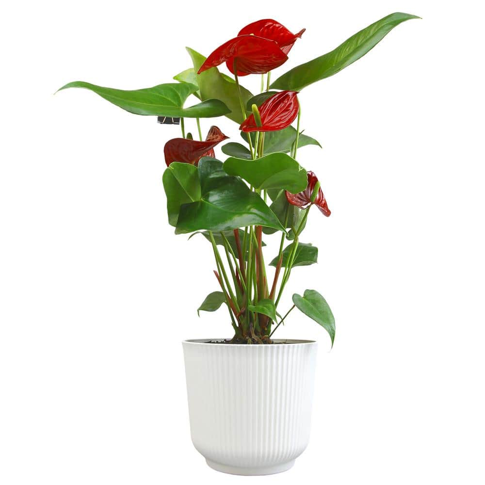 Large Red Anthurium Flamingo Flower in White Planter