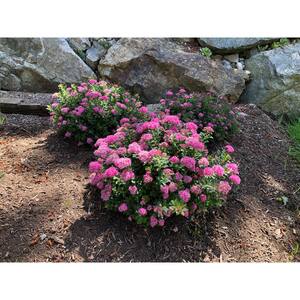 Jumbo Pint Poprocks Petite Spirea (Spiraea) Live Shrub, Candy Pink Flowers