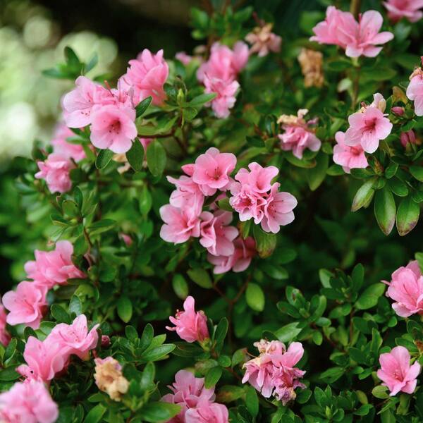 national PLANT NETWORK 1 gal. Azalea Coral Bell Shrub with Pink