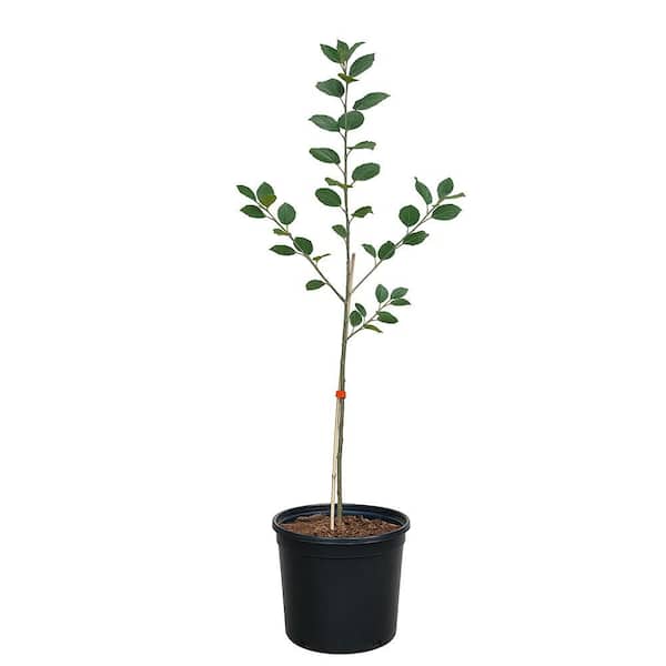 5 gal. Rocky Mountain White Trembling Quaking Aspen Deciduous Tree