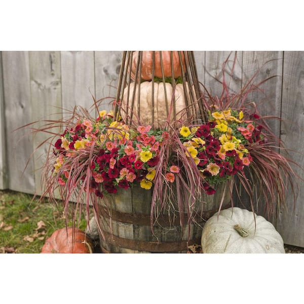 PROVEN WINNERS 4.25 in. Eco+Grande Supertunia Honey (Petunia) Live
