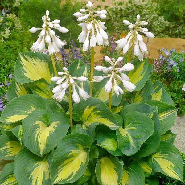 Spring Hill Nurseries Beach Boy Hosta, Live Bareroot Plant, White Flowers on Yellow-Green Foliage Perennial (3-Pack)