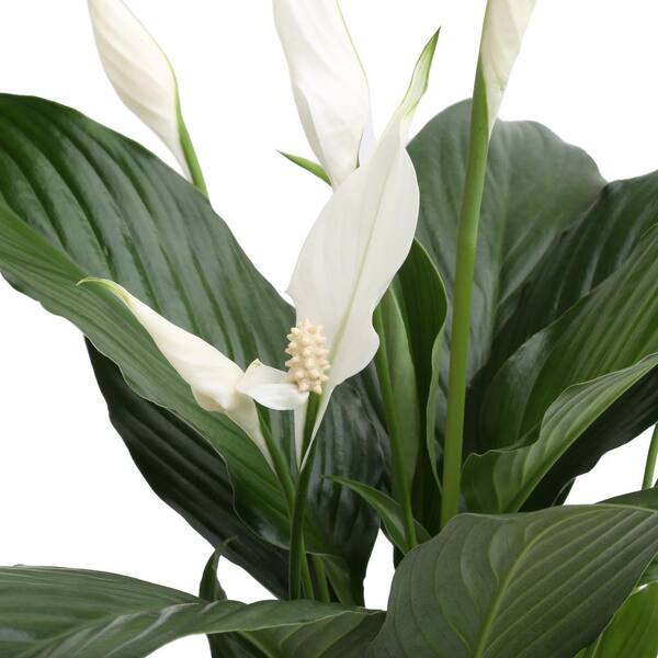 Vigoro 10 in. Spathiphyllum Peace Lily in White Plastic Deco Pot