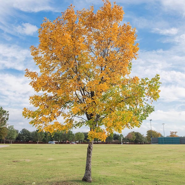 5 Gal. Weeping Willow Shade Tree WILWEE05G - The Home Depot