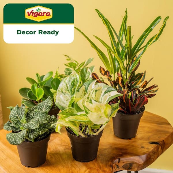 Assorted Foliage Indoor Houseplant Collection in 3.8 in. Grower's Pot, Avg. Shipping Height 10 in. Tall (6-Pack)