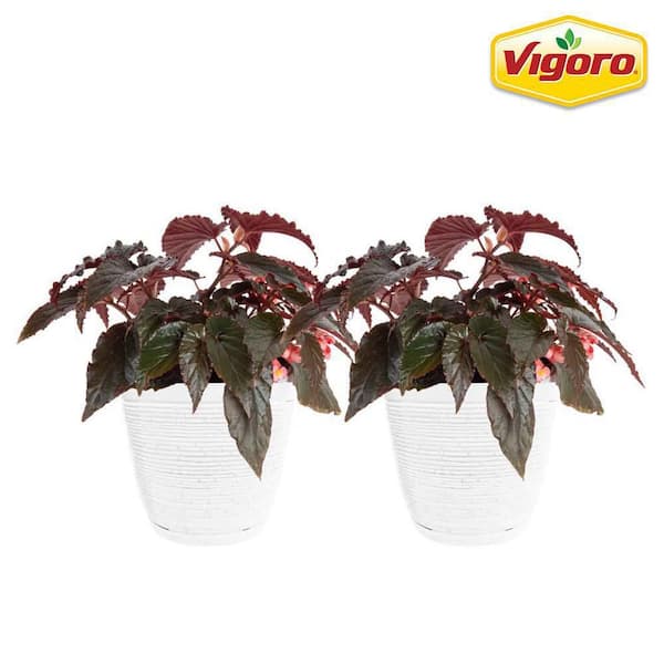Vigoro Grower's Choice Begonia Indoor Plant in 6 in. White Ribbed Plastic Decor Planter, Avg. Shipping Height 1-2 ft. (2-Pack)