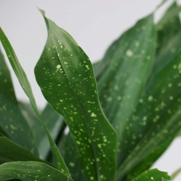national PLANT NETWORK 3 Gal. Aspidistra Milky Way Plant HD2691 - The Home  Depot