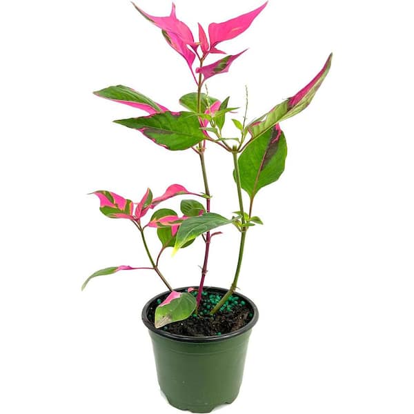 Wekiva Foliage Party Time Plant-Live Plant in a 4 in. Pot-Alternanthera ficoidea 'Party Time'-Rare and Elegant Indoor Houseplant
