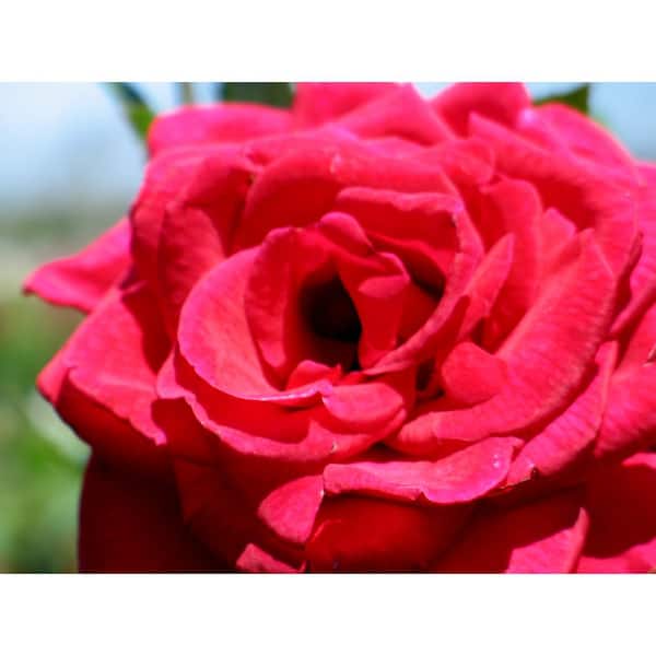 Cottage Gardens 3 Gal. Classic Rose Choose from an Assortment of Colors and Varieties